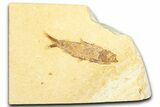 Detailed Fossil Fish (Knightia) - Wyoming #360706-1